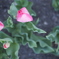 four tulips