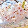 さくら｡・:＋°