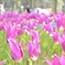 花の先が尖ったチューリップ
