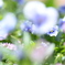 spring♡