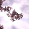 桜越しの景色