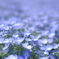 青の花園