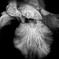   German Iris ♥️
