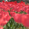 Red tulip