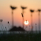 夕陽