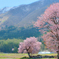 桜舞う頃に
