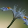 胡蝶花