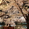 ２人の夜桜