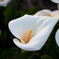 Calla lily 20150427