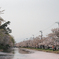弘前城桜と岩木山