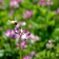 milk vetch