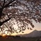 桜と磐梯山