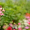 花01