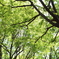公園の緑