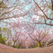 魚眼桜