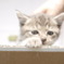 子猫