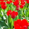 花15＠昭和記念公園20150426