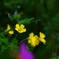 黄可憐［三つ葉の花」