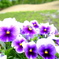 花２