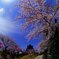 横手公園の桜
