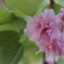 葉桜