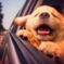 Cute-Dog-6
