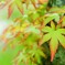 優紅葉［モミジ］