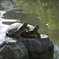 Brother of Turtle
