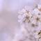 cherry blossoms