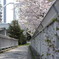 桜の出口