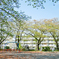 葉桜の公園