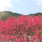 山燃ゆ