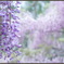 ～ 淡いGentleness ～