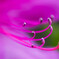 azalea