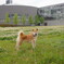愛犬