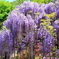 Gorgeous Wisteria