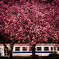 ～ 八重の桜 ～