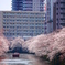 目黒川