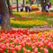 tulip river!
