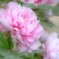 Pink gradation