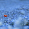 DSCF5385