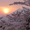 弘前桜の夕日