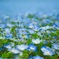 Nemophila