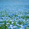 Nemophila 2