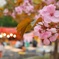 葉桜