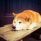番犬