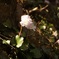 Iwauchiwa #3