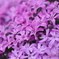 満開芝桜