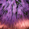 Two-colored wisteria