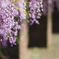 藤